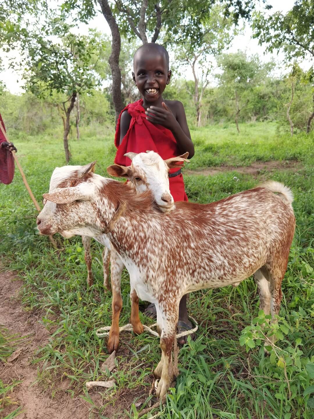 4022-4 • Süt Keçileri Tanzanya